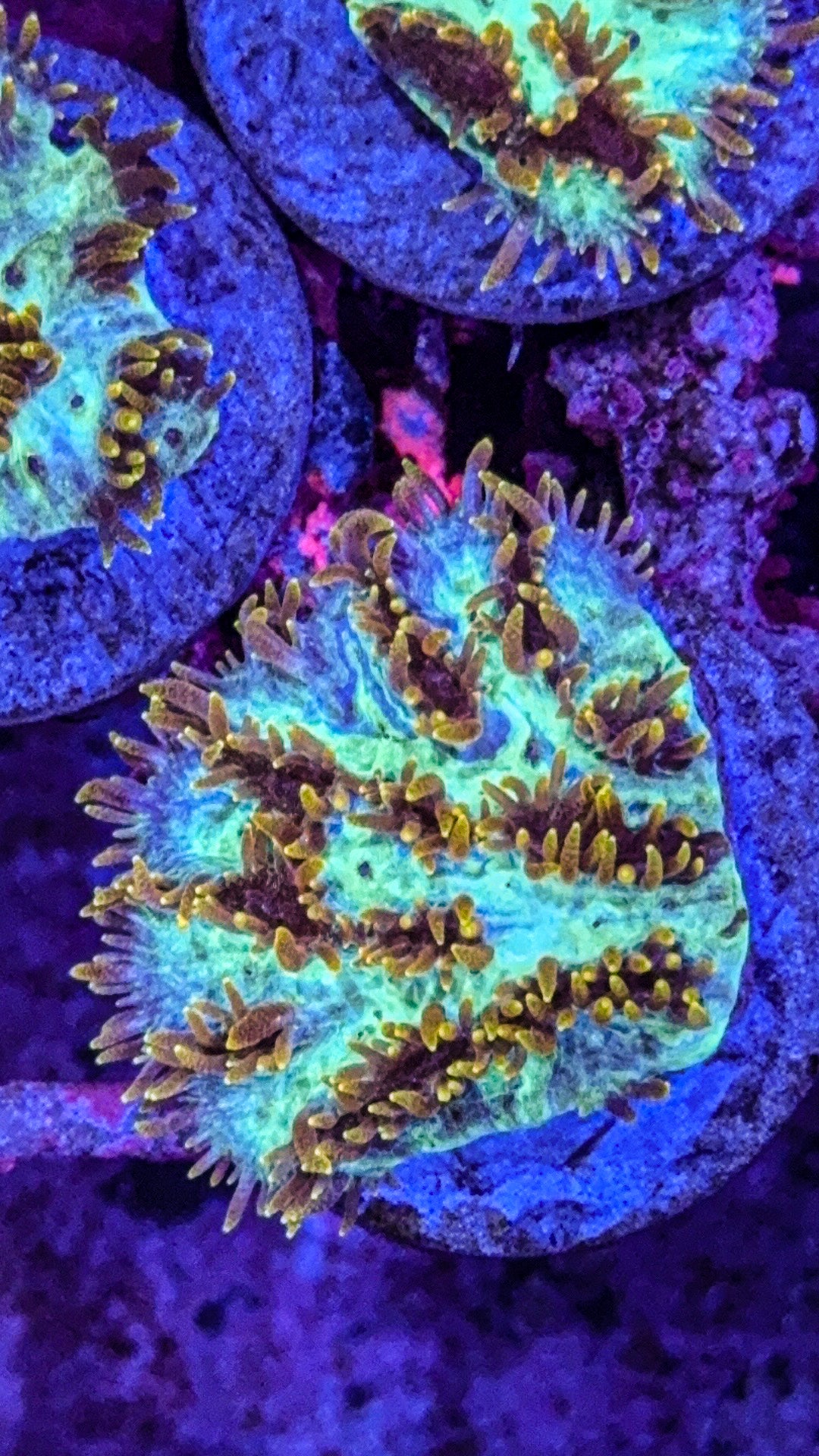 Gold Tip Hydnophora (WYSIWYG)