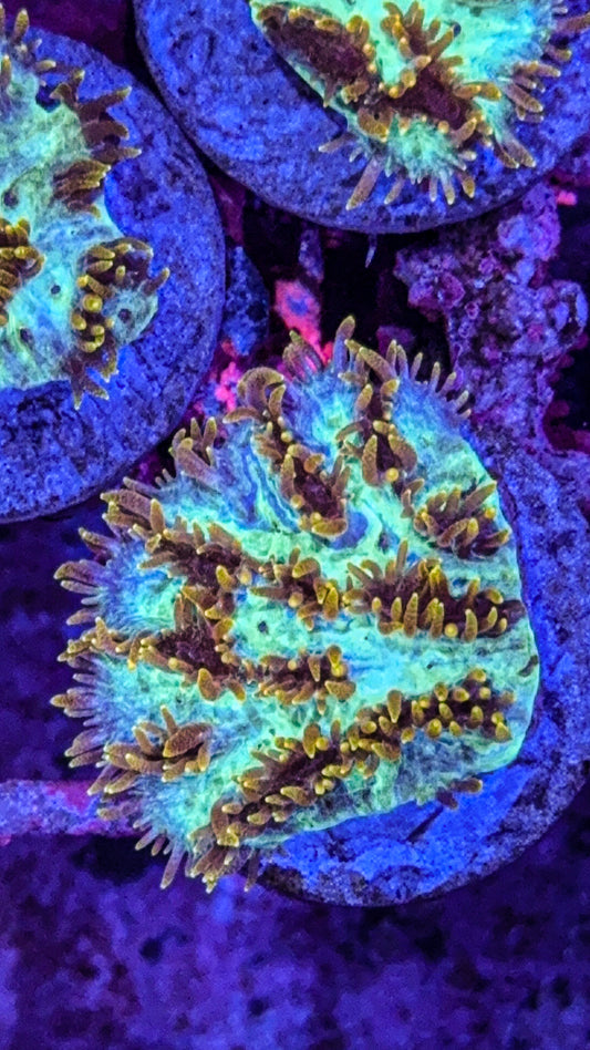 Gold Tip Hydnophora (WYSIWYG)