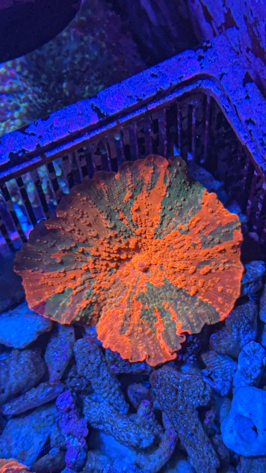 Candy Crush Jawbreaker Mushroom (WYSIWYG)