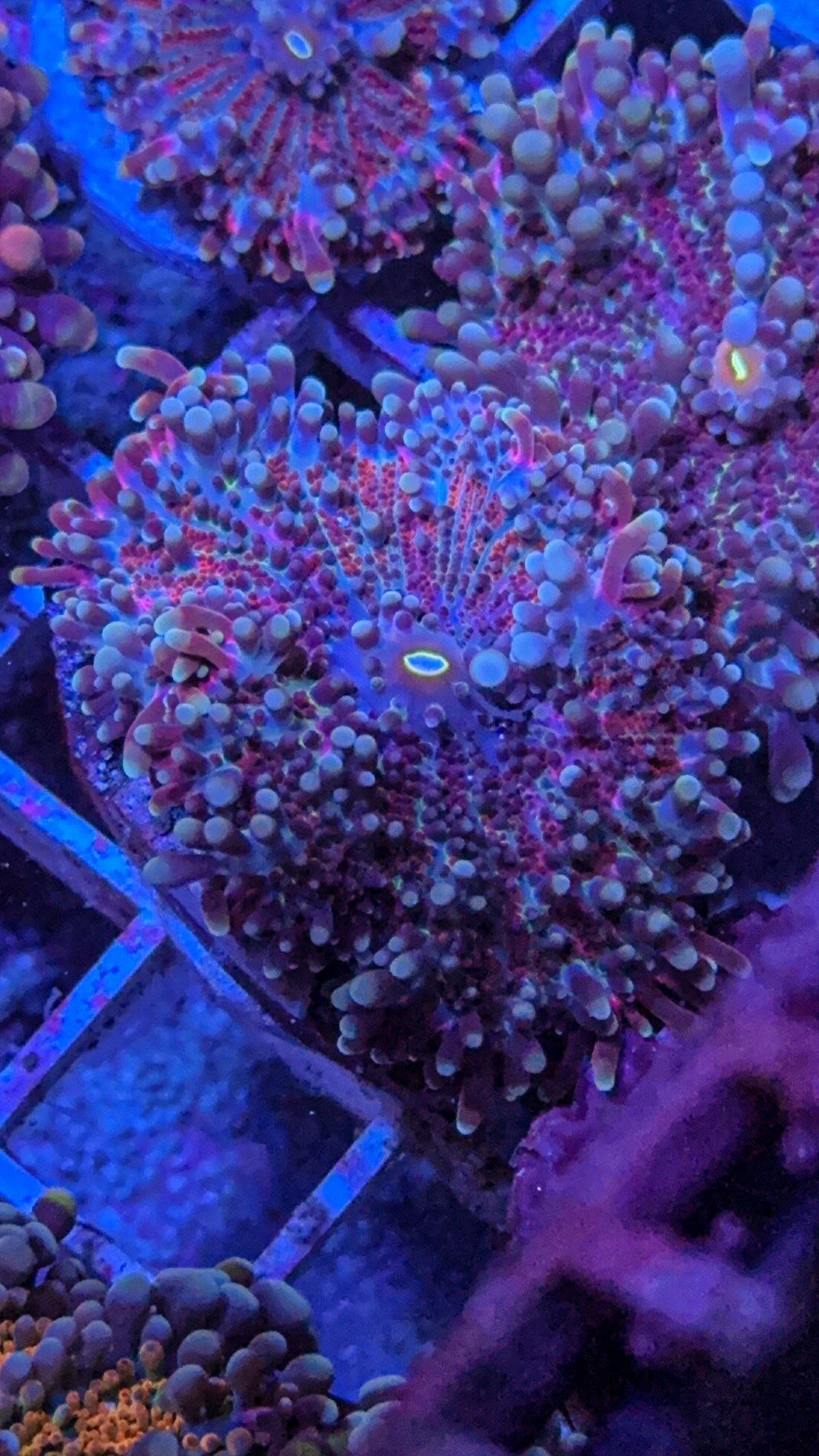 Superman Yuma Mushroom (WYSIWYG)