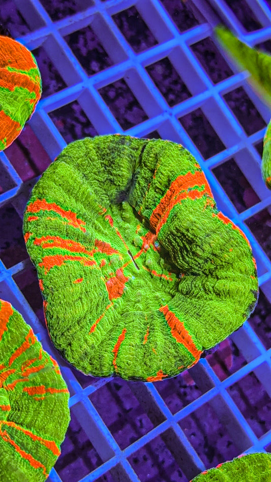 Bleeding Apple Scoly (WYSIWYG)