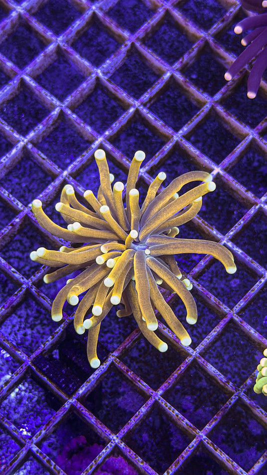 Malaysian Gold Torch (WYSIWYG)