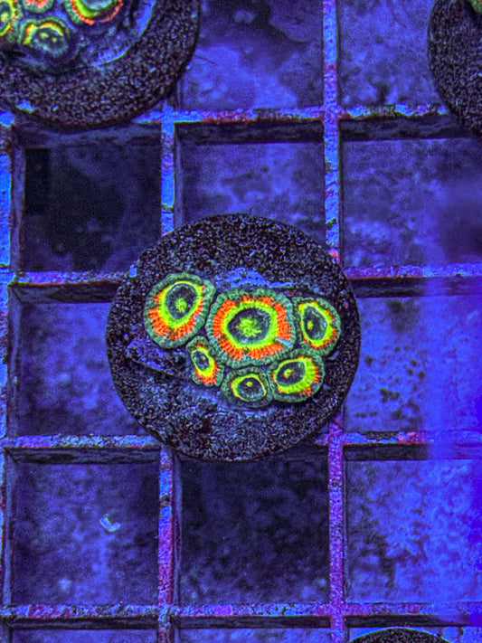 Holy Grail Micromussa Acan (WYSIWYG)