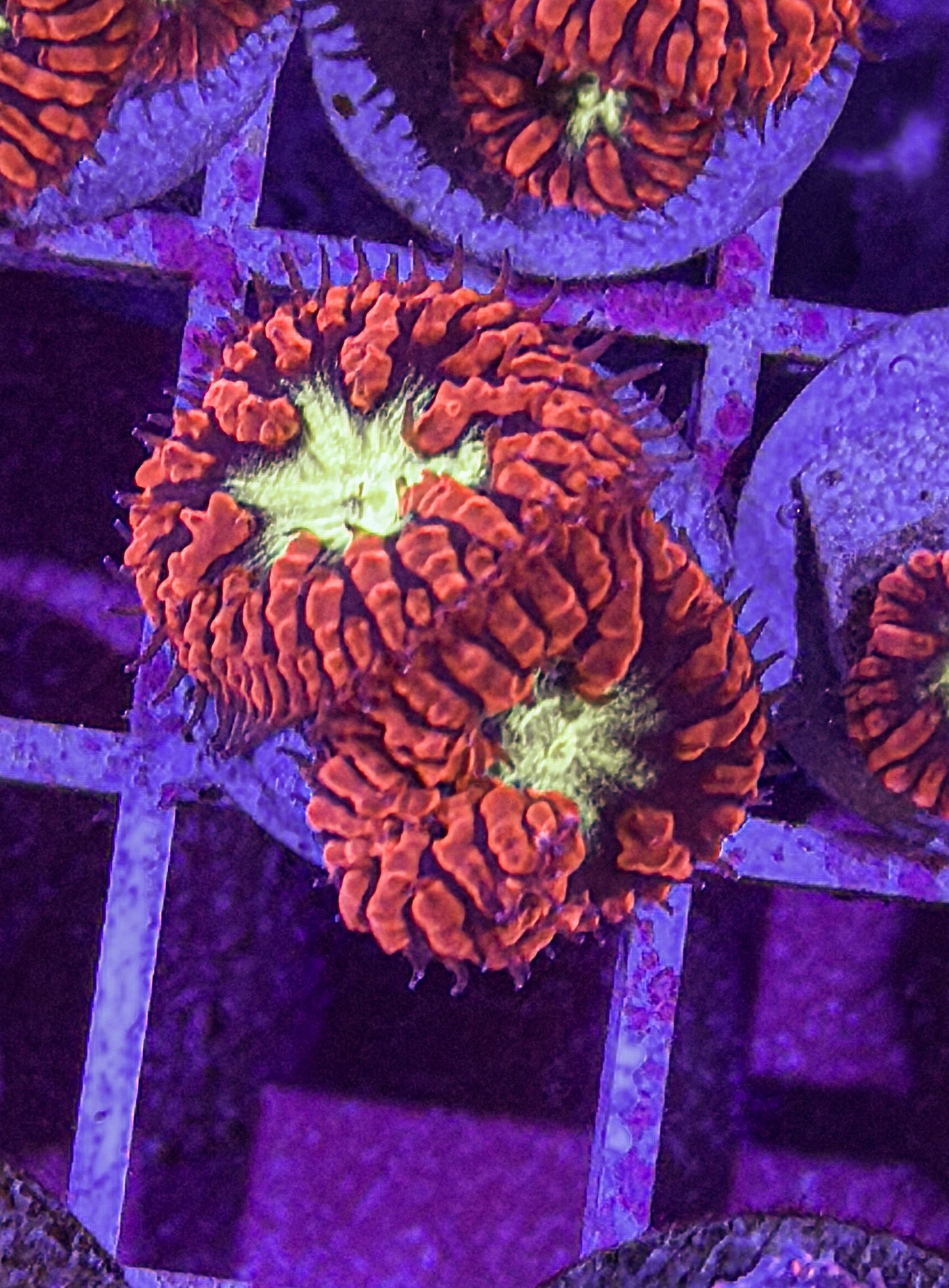 Aussie Blasto (WYSIWYG)