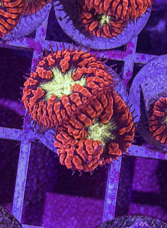 Aussie Blasto (WYSIWYG)