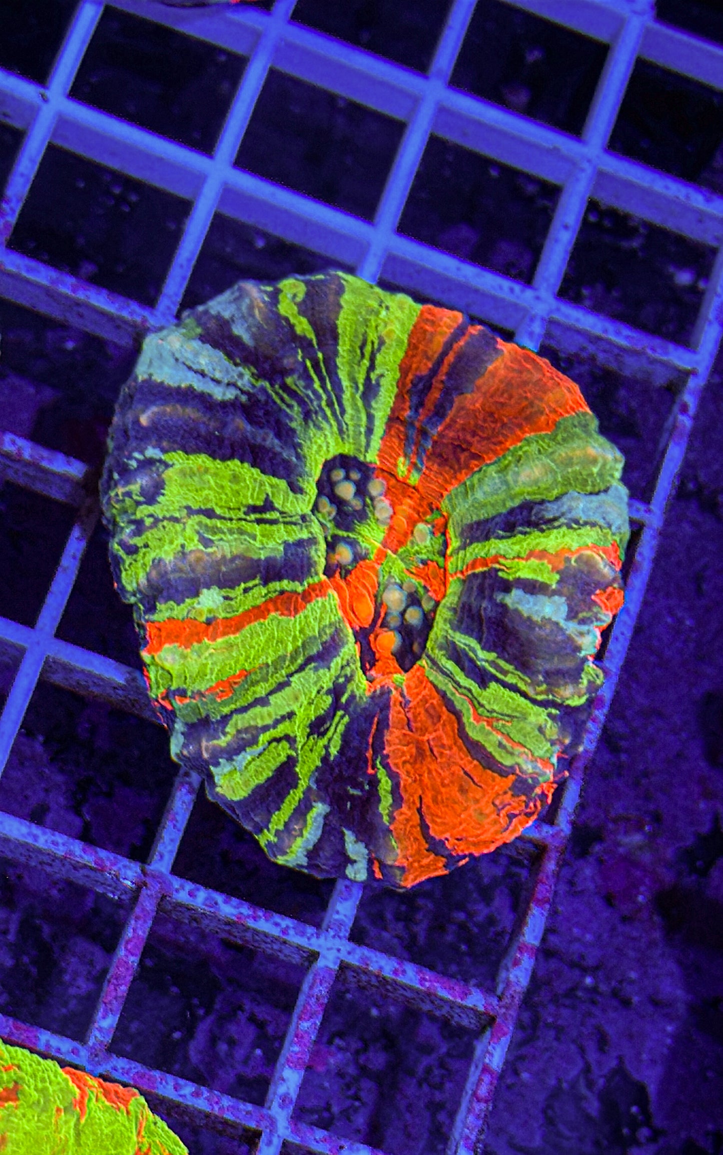 Unique Master Scoly (WYSIWYG)