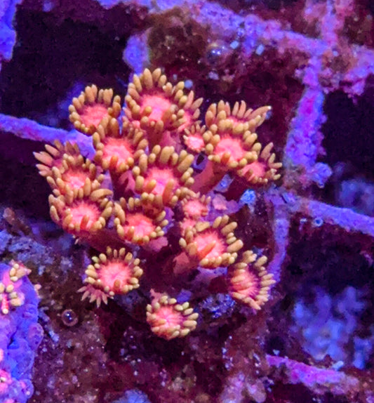 Ironman Goni (WYSIWYG)