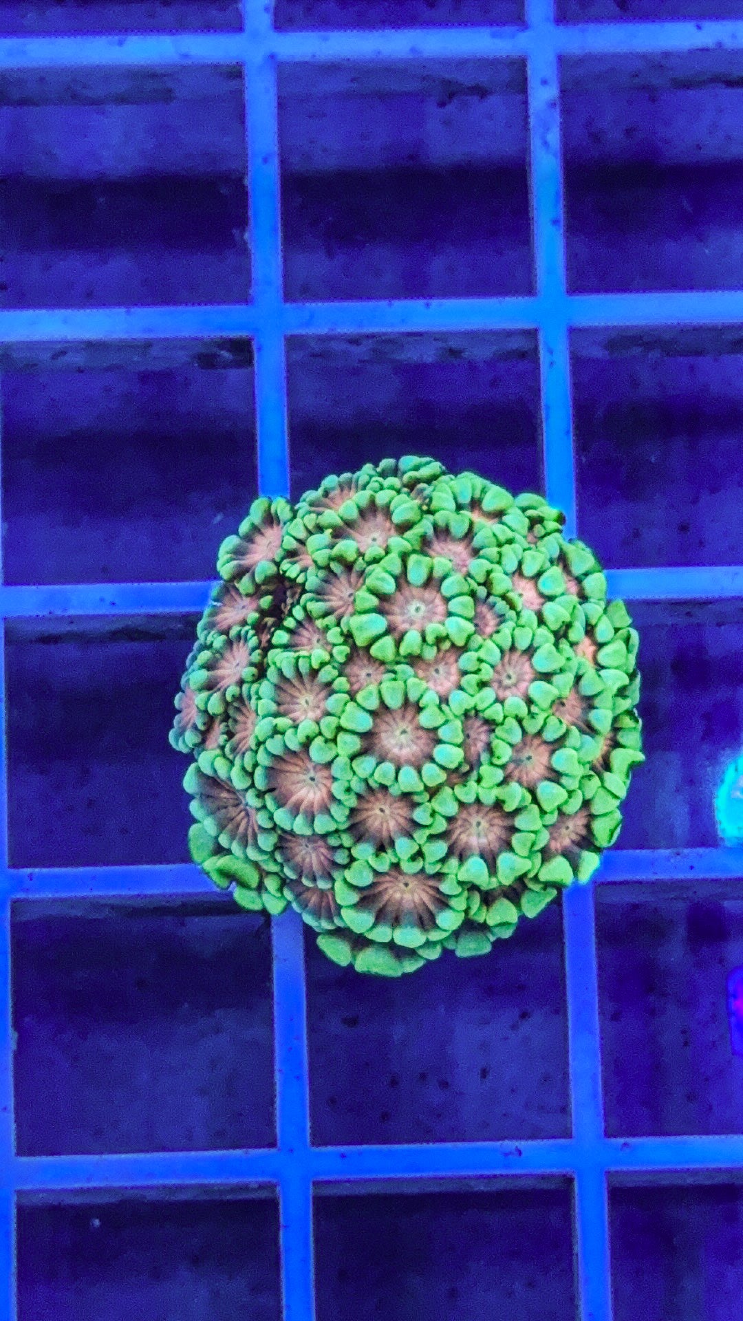 Pink Center Alveopora (WYSIWYG)