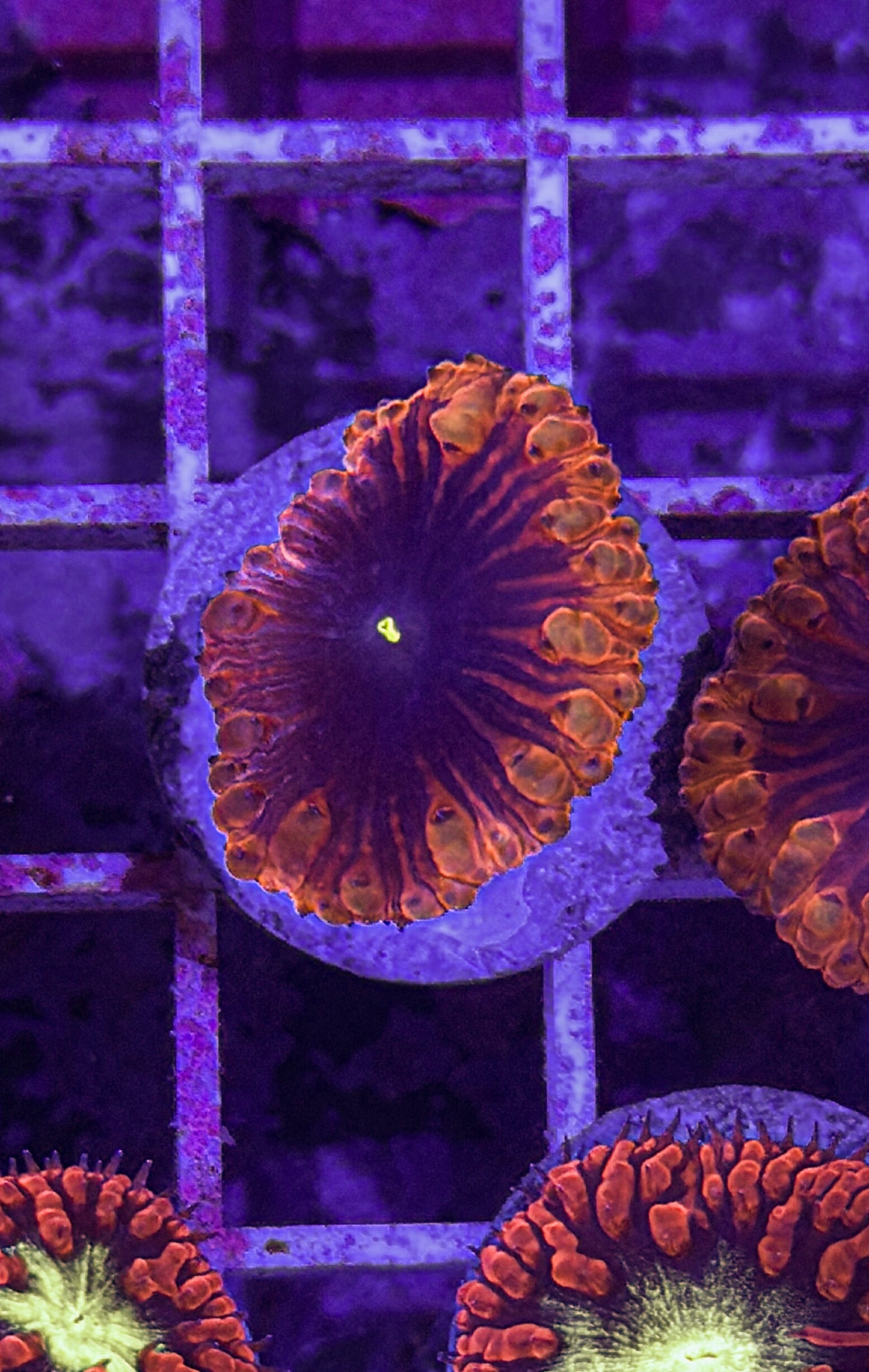 Black Hole Blasto (WYSIWYG)