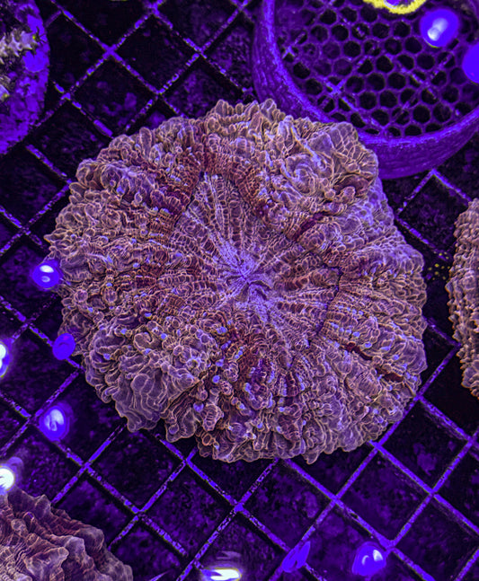 Ultra Acanthophyllia (WYSIWYG)