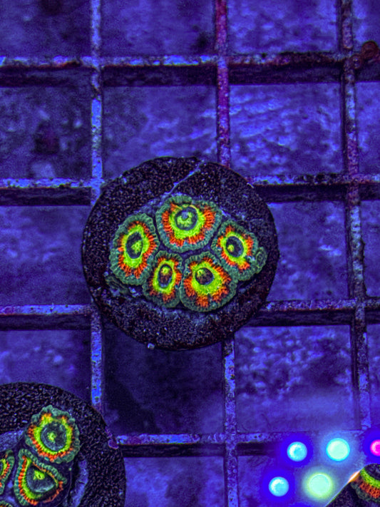 Holy Grail Micromussa Acan (WYSIWYG)
