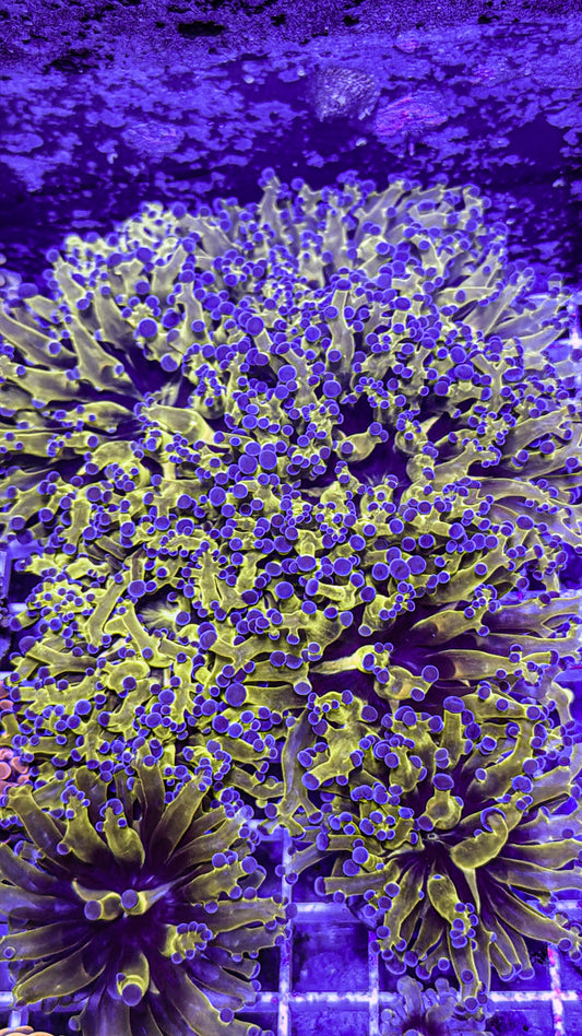 OG Frogspawn (WYSIWYG)