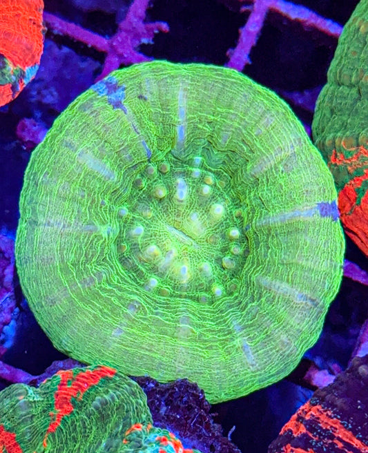 Lemon Lime Scoly (WYSIWYG)