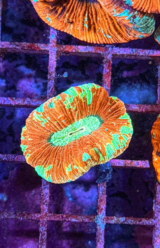 Nano Rainbow Trachy (WYSIWYG)