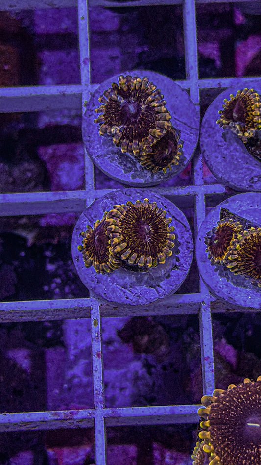 White Walker Zoas (WYSIWYG)