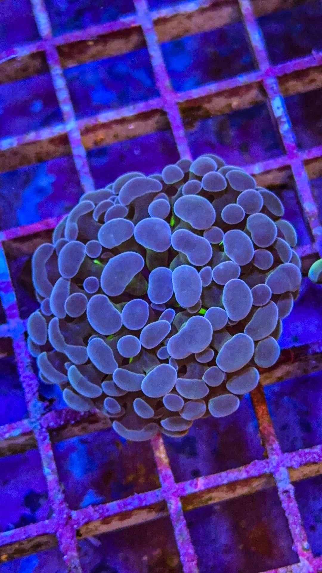 Blue Frammer (WYSIWYG)