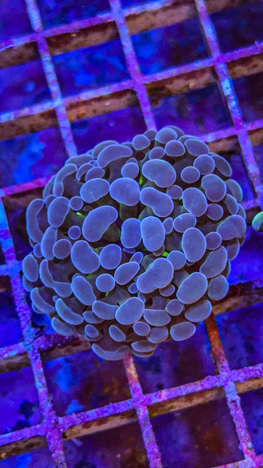 Blue Frammer (WYSIWYG)