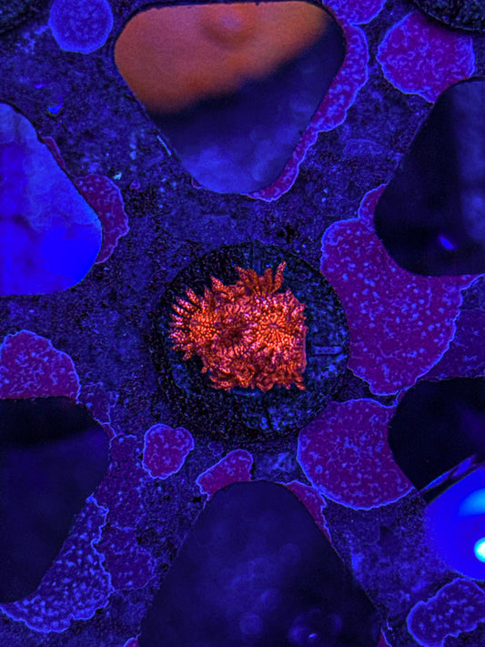 WCC Master Red Glitter Goni (WYSIWYG)