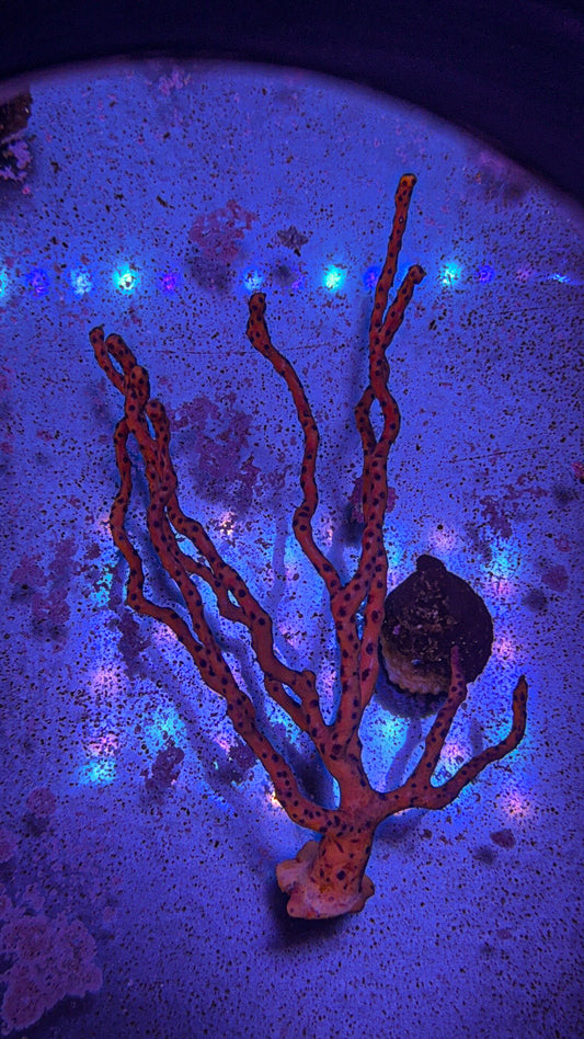 Orange Gorgonian (WYSIWYG)