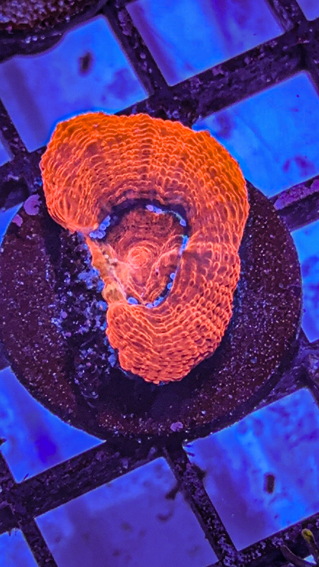 Master Bowerbanki (WYSIWYG)