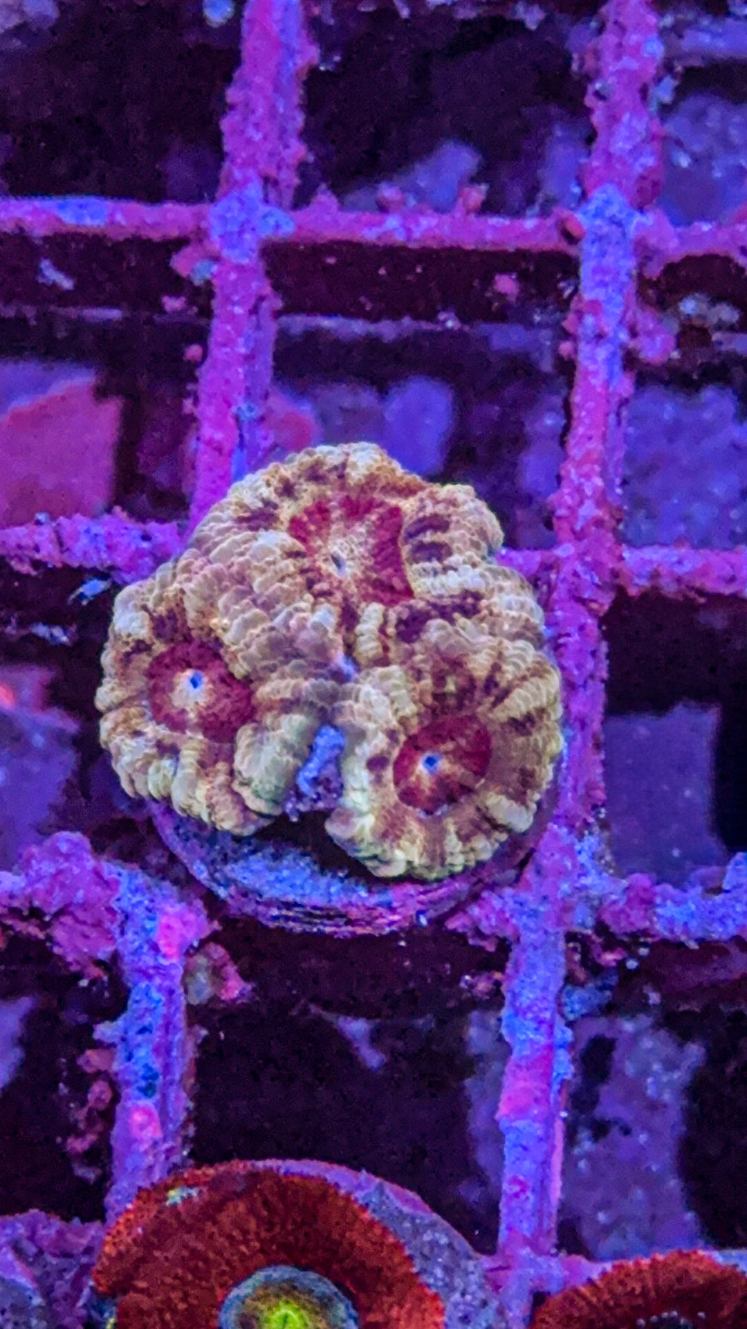 Asian Acan (WYSIWYG)