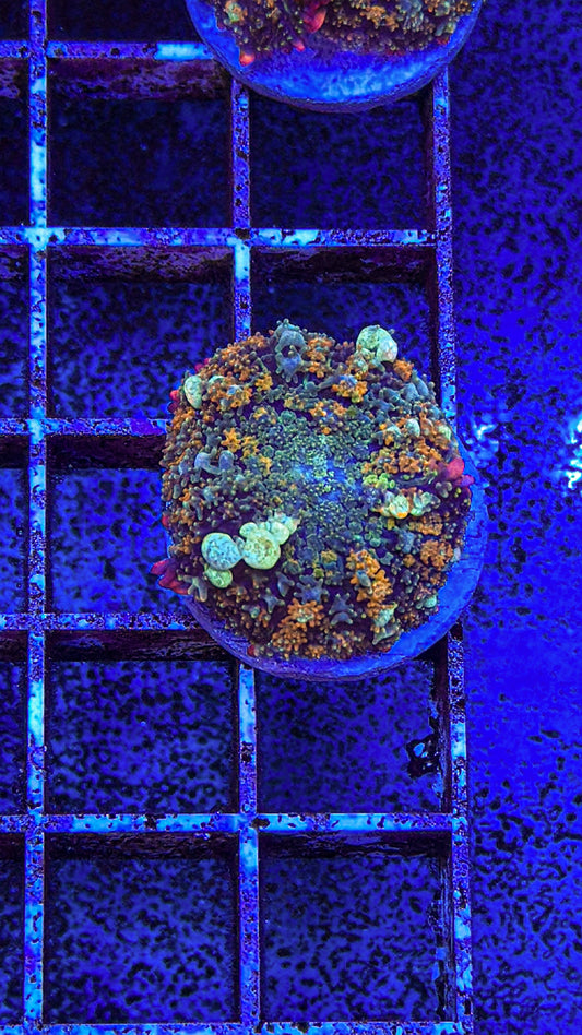 OT7 Bounce Mushroom (WYSIWYG)