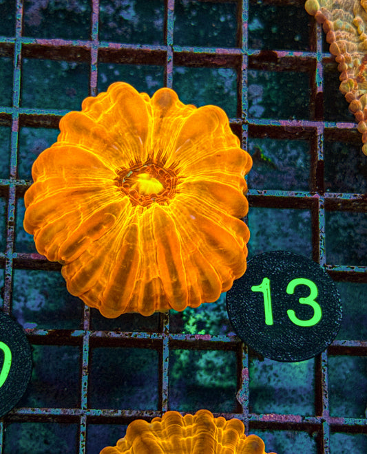 Rare! Ultra Yellow Cynarina (WYSIWYG)
