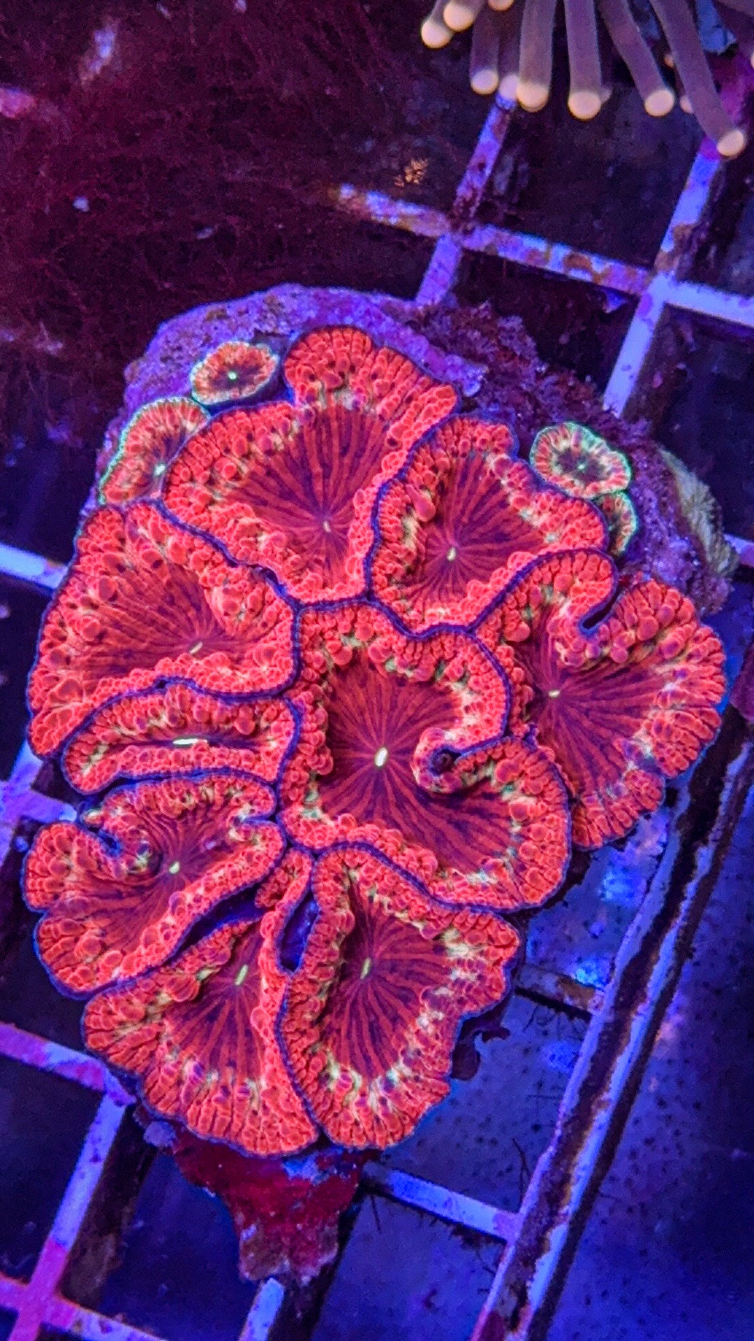 Blasto Colony (WYSIWYG)