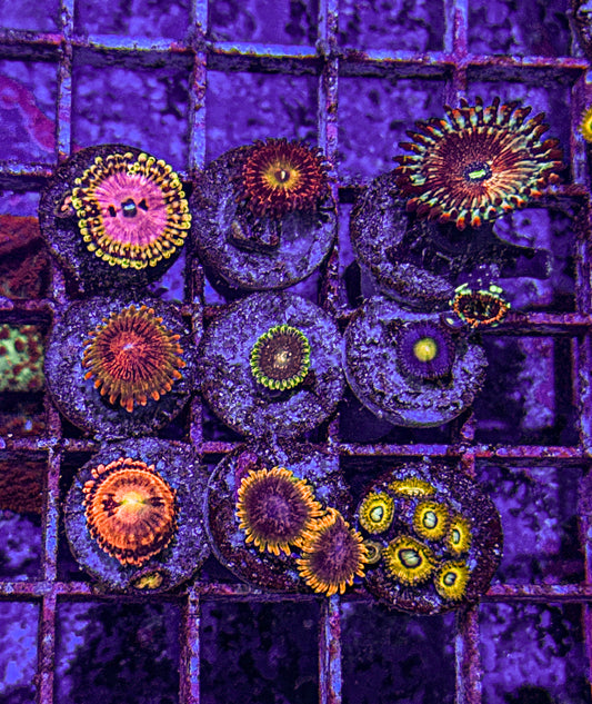 High End Zoa Pack (WYSIWYG)