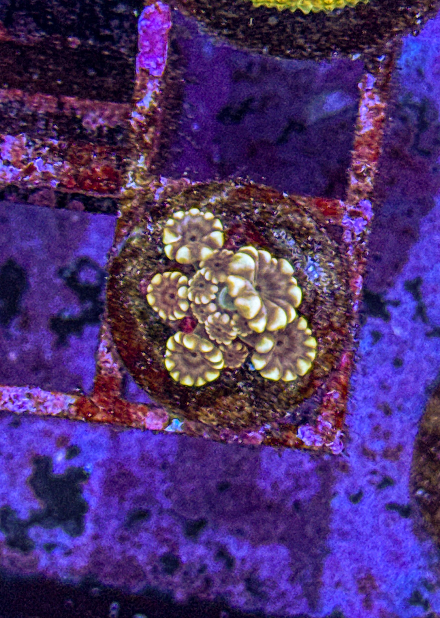 Tank Spawned Alveopora (WYSIWYG)