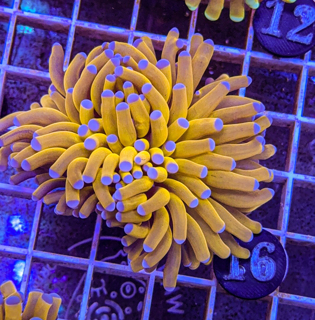 Banana Torch #16 (WYSIWYG)