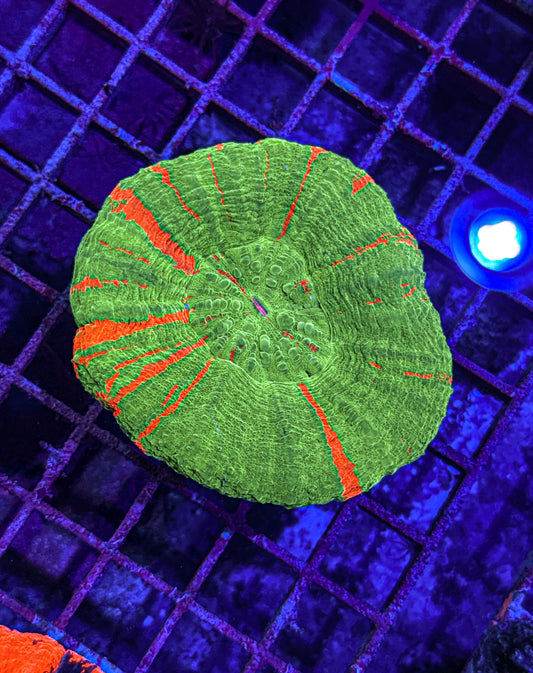 Bleeding Apple Scoly (WYSIWYG)