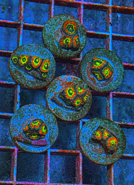 Holy Grail Micro Acan “medium” (WYSIWYG)