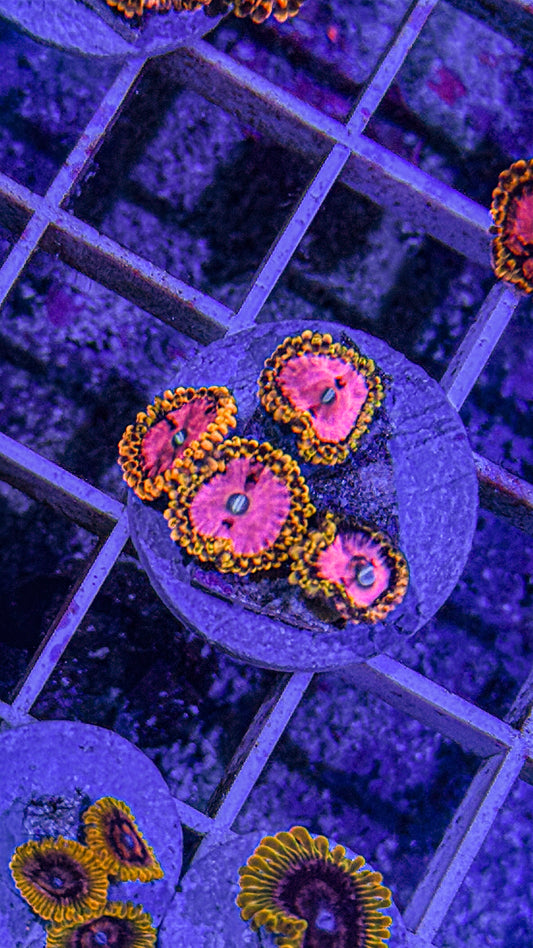 Pink Diamond Zoas (WYSIWYG)