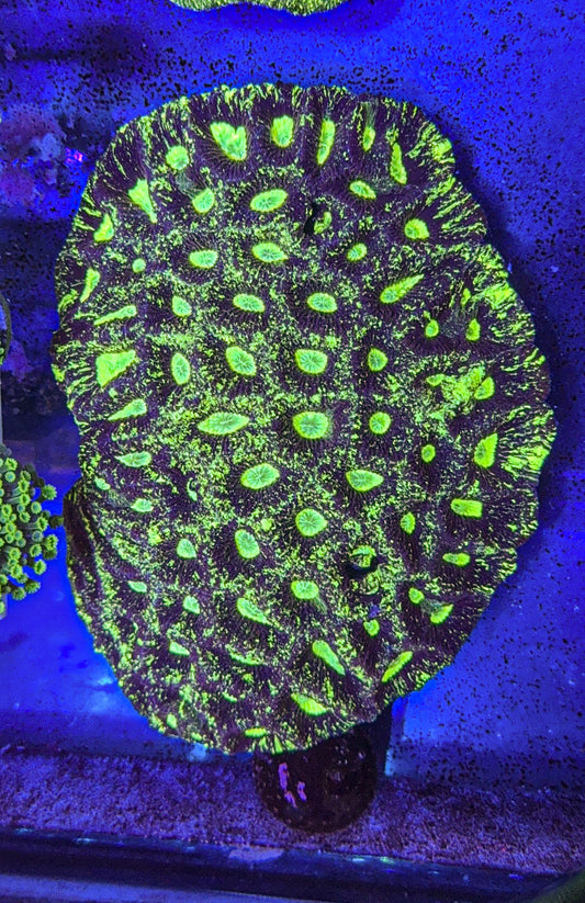 Goniastrea Colony (WYSIWYG)