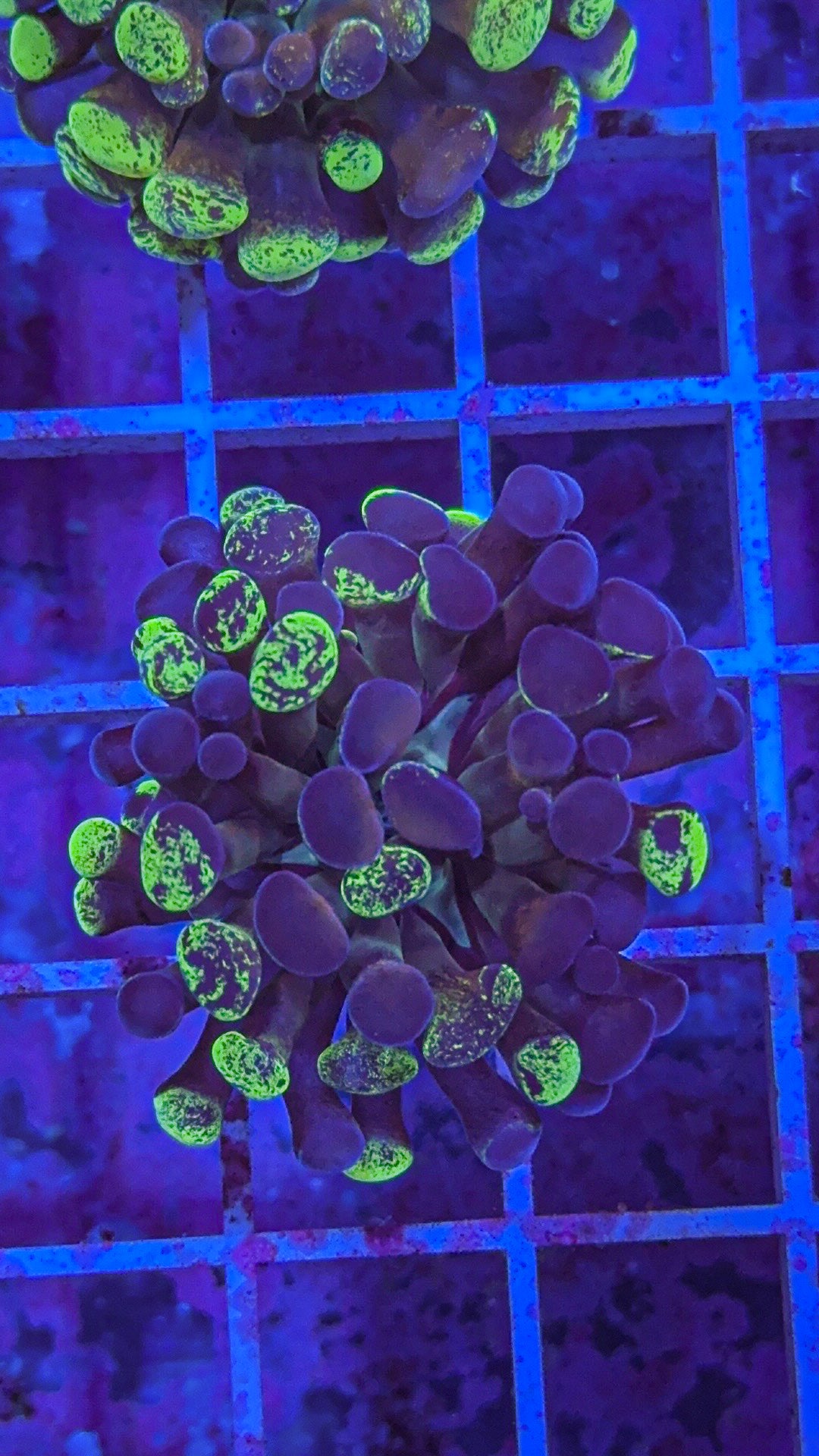 Splatter Hammer #8 (WYSIWYG)