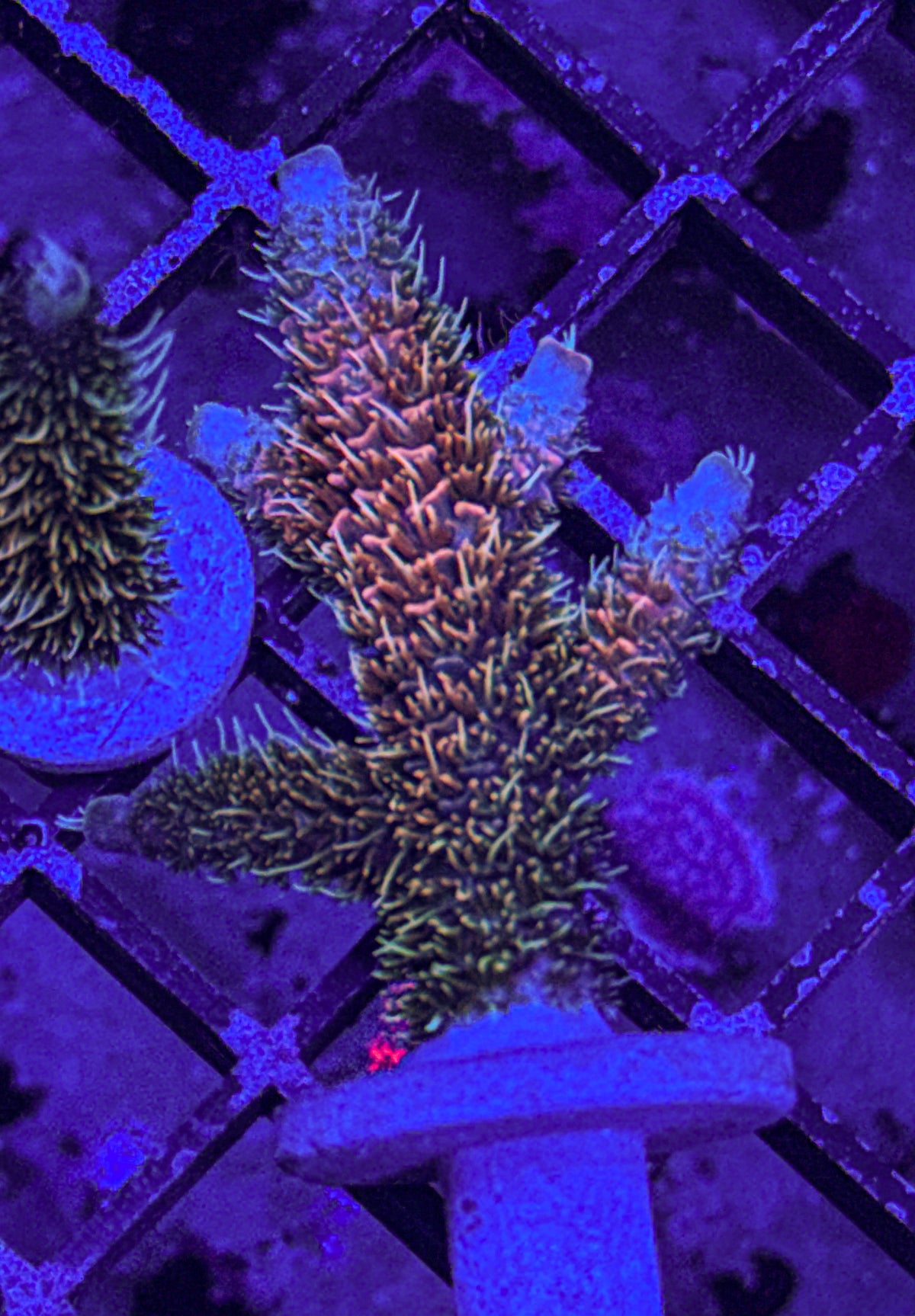 Texas Pink Stag Acro “Big!” (WYSIWYG)
