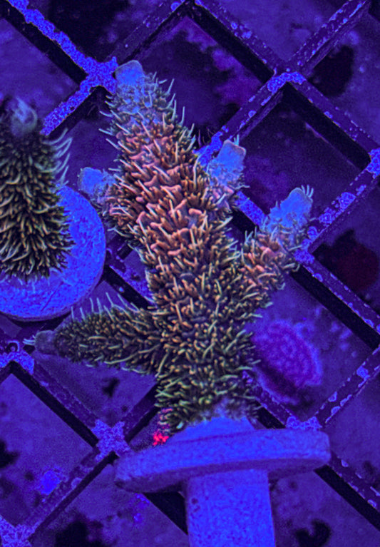 Texas Pink Stag Acro “Big!” (WYSIWYG)