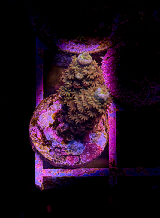 WCC Fluffy Tenuis Acro (WYSIWYG)