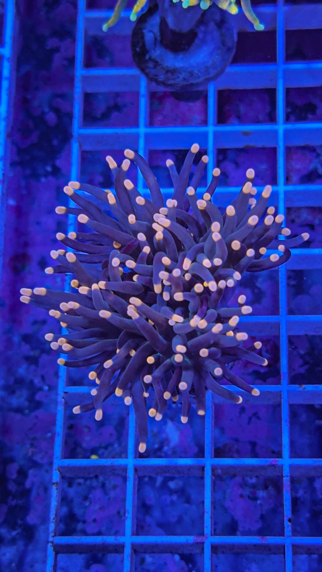 Pink Tip Torch (WYSIWYG)