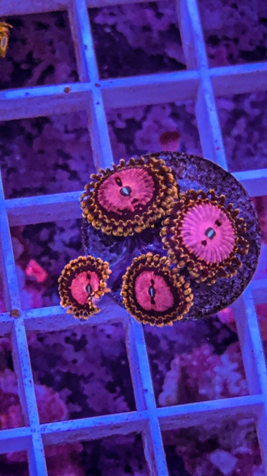 Pink Diamond Zoas (WYSIWYG)