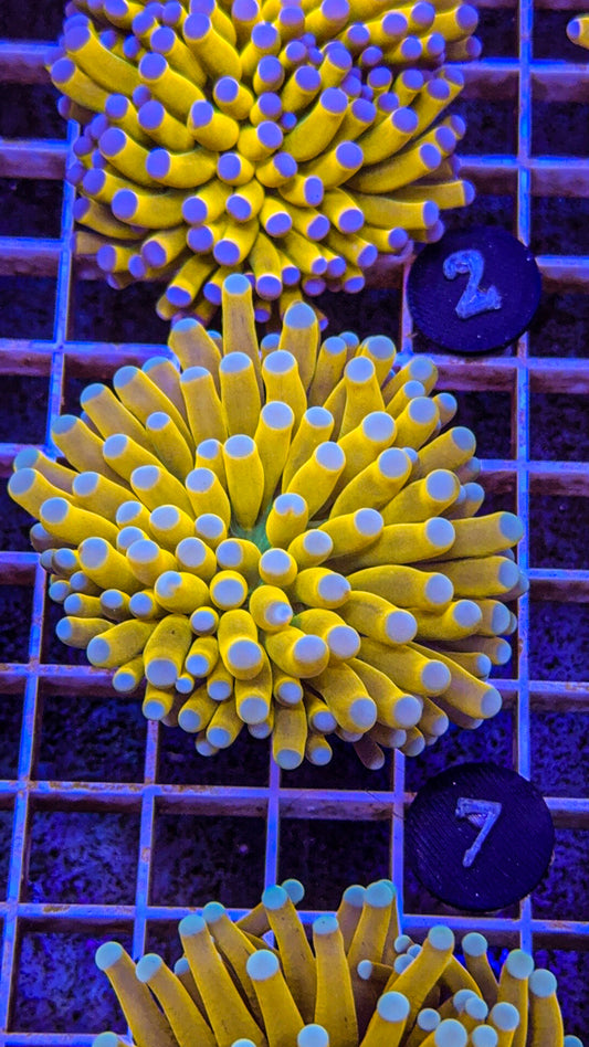 Banana Grail Torch #7 (WYSIWYG)