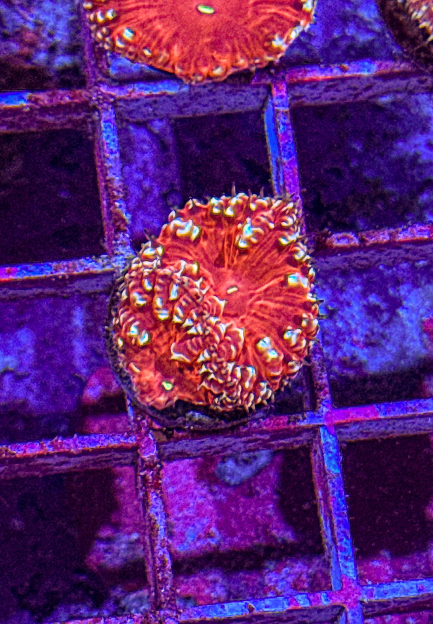 Blasto (WYSIWYG)