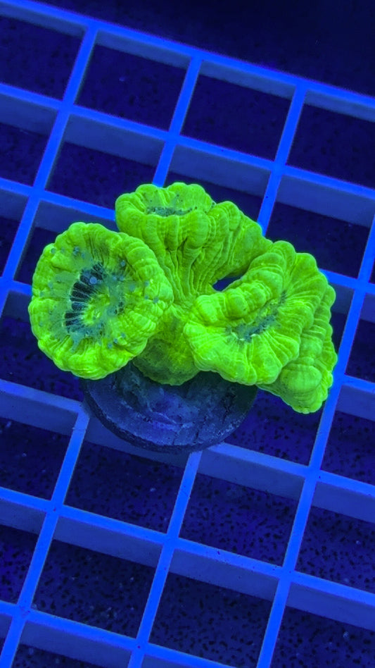 Kryptonite Candy Cane (WYSIWYG)