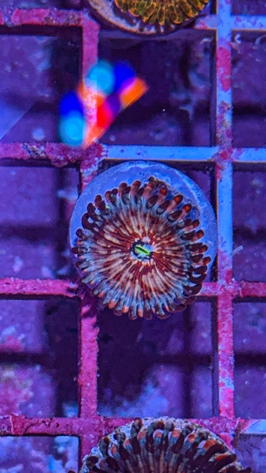 CB White Zombie Zoa #2 (WYSIWYG)