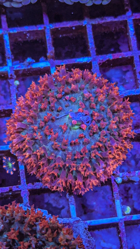 Saint Thomas Mushroom Coral (WYSIWYG)