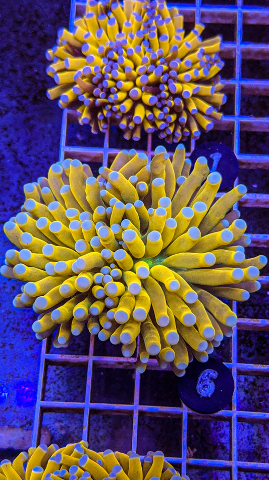 Banana Grail Torch #6 (WYSIWYG)