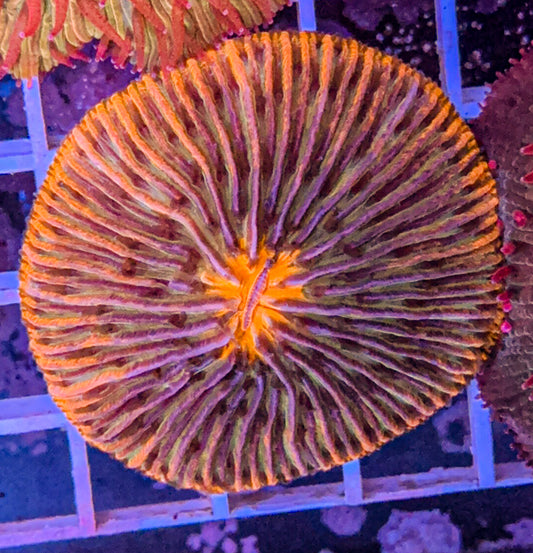 Black Sun Fungia (WYSIWYG)