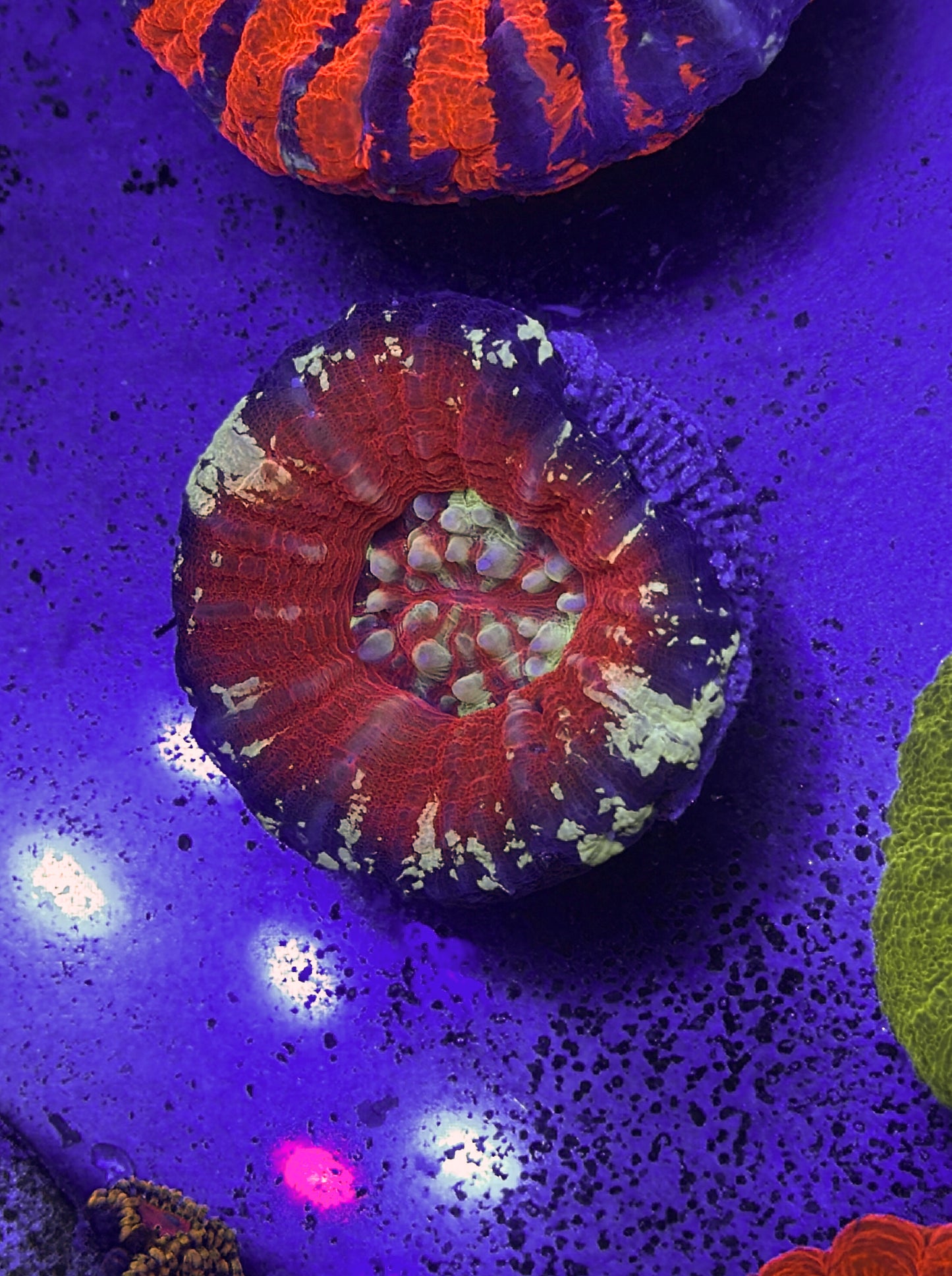 Unique Scoly (WYSIWYG)