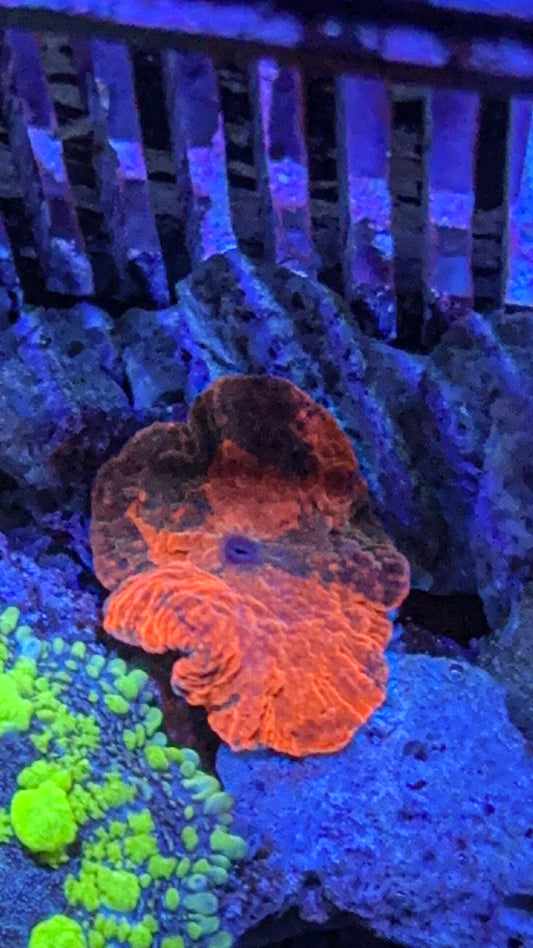 Candy Crush Jawbreaker Mushroom Coral (WYSIWYG)